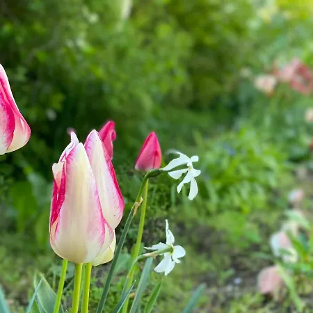 Gasthuis Casa Cu Flori Corbu (Constanta)