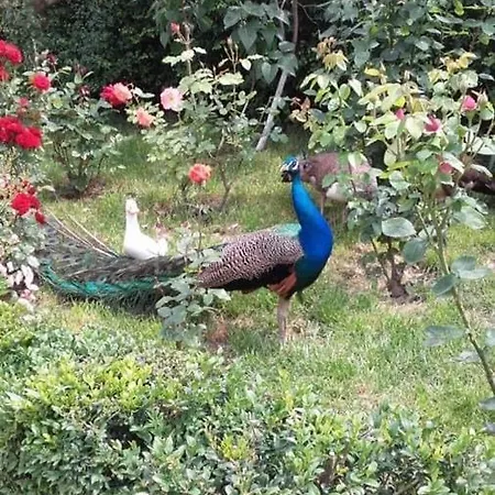 Casa Cu Flori Corbu (Constanta)