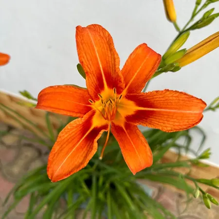 Casa Cu Flori Gasthuis Corbu (Constanta)