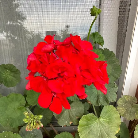 Casa Cu Flori Gasthuis