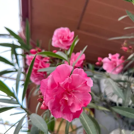 Gasthuis Casa Cu Flori 3*