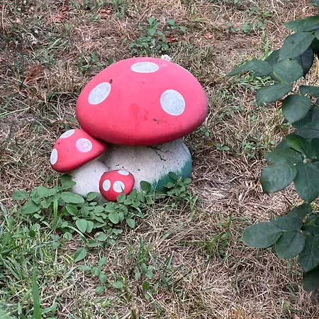 Casa Cu Flori 3* Corbu (Constanta)