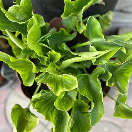 Casa Cu Flori Gasthuis