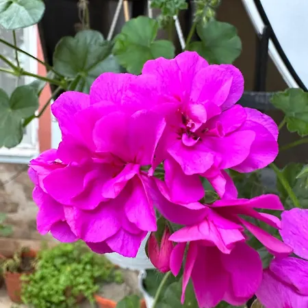 Casa Cu Flori Corbu (Constanta)