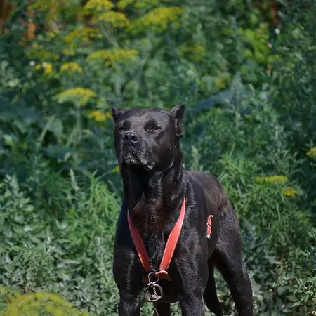 Casa Cu Flori Corbu (Constanta)
